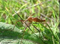 tipula tra l'erba