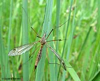 Zanzarone-Tipula-