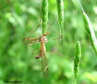 tipula dal colore chiaro