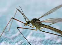 Tipula
