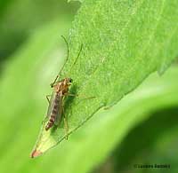 Chironomide sp.