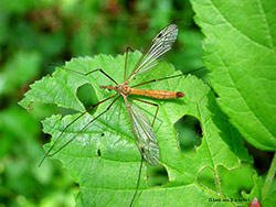 Tipula, zanzarone degli orti