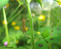 Limoniidae una grossa zanzara arancione