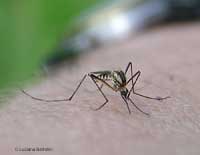 Zanzara comune