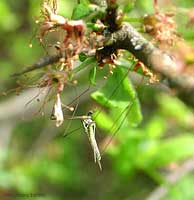 Tipula appesa ad un ramo
