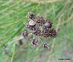 la zecca Dermacentor marginatus