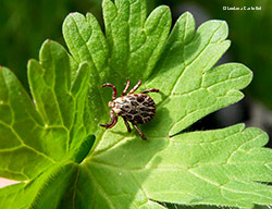 la zecca Dermacentor marginatus