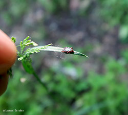 la zecca Dermacentor marginatus