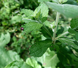 la zecca Dermacentor marginatus