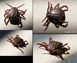 la zecca Dermacentor marginatus