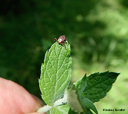 la zecca Dermacentor marginatus