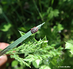 la zecca Dermacentor marginatus