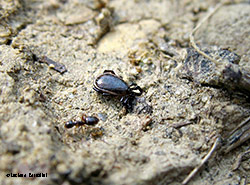 la zecca - Ixodes ricinus