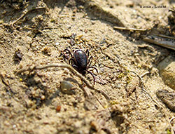 la zecca - Ixodes ricinus