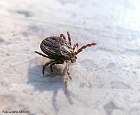la zecca - Arachnida  Ixodida  Ixodidae