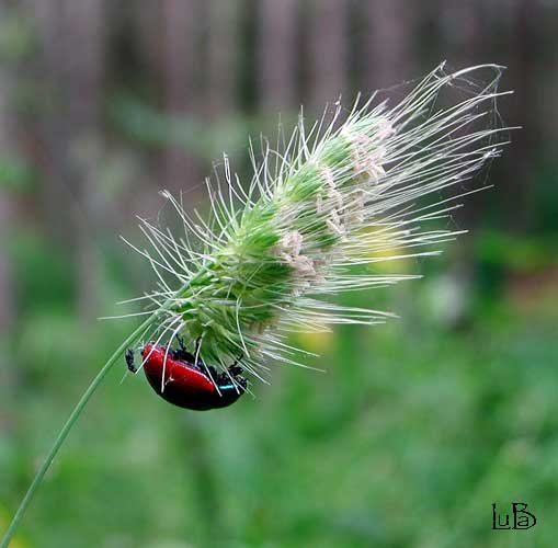 Chrysomela sp.