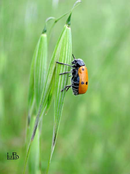 Crisomelide Lachnaea sexpuntata