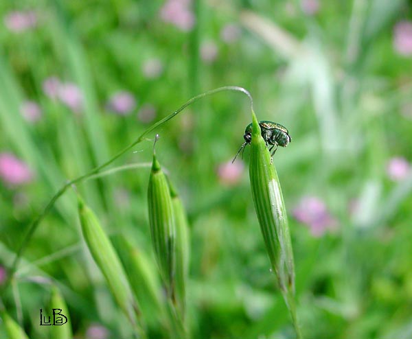 Coleottero Chrysomelidae