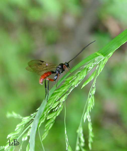 Piccolo Ichneumonidae