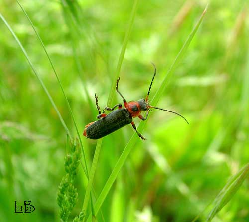 Cantharis rustica