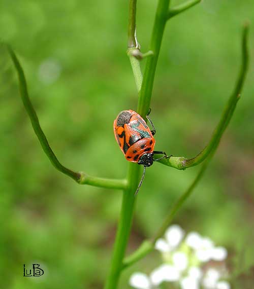 Eurydema dominulus