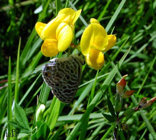 Leptotes pirithous 