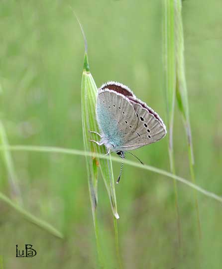 Farfalla glaucopsyche