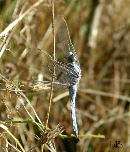 Orthetrum brunneum