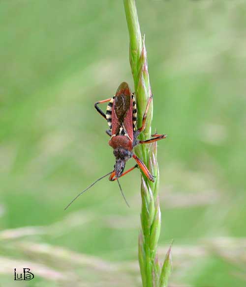 Rhinocoris iracundus