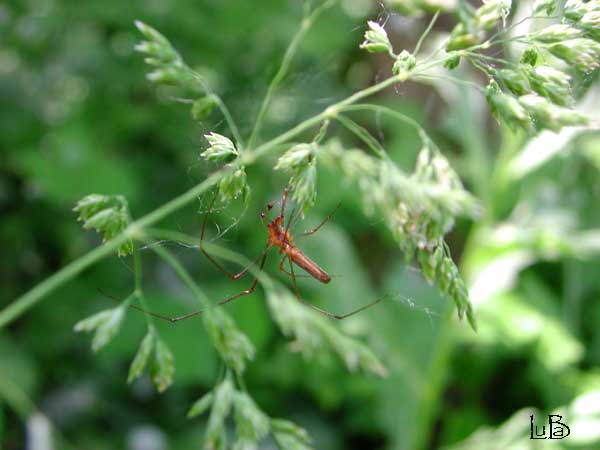 Ragno Tetragnathidae