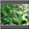 Ragno Tetragnathidae