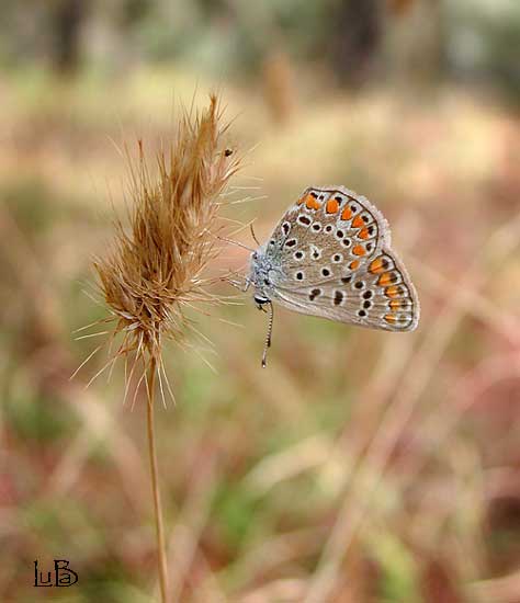 Farfalla Lycaenidae