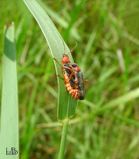 Cantharidae in accoppiamento