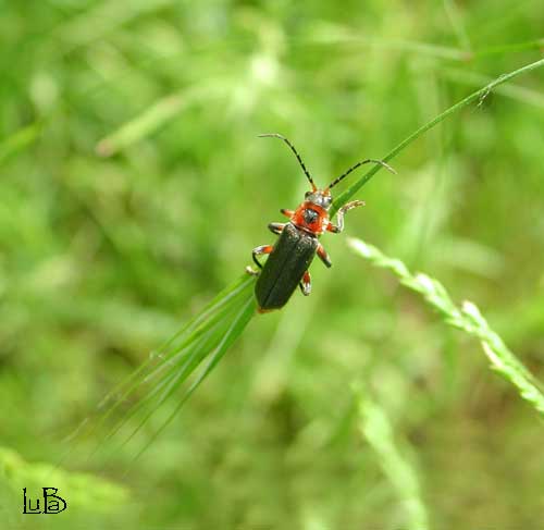 Cantharis rustica 