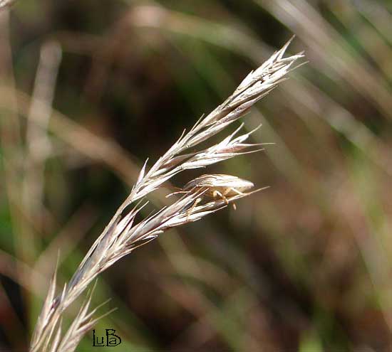 aelia acuminata