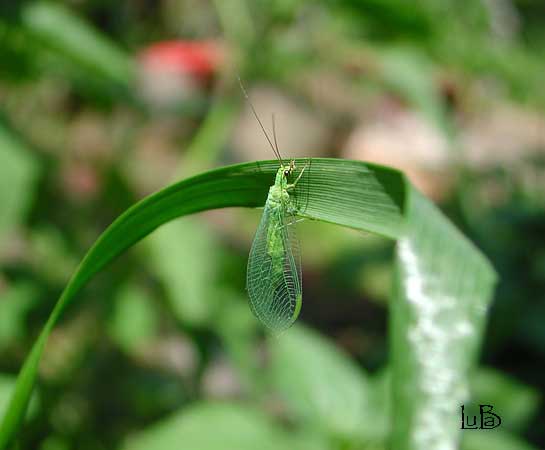 Chrysopa   for mosa