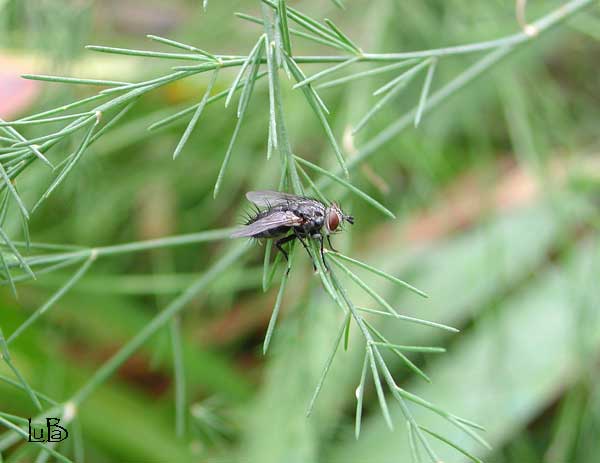 Dittero sull'asparagina