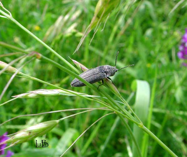Elateridae  sp.