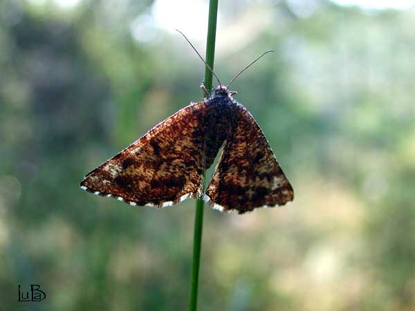 Ematurga atomaria