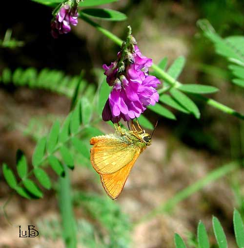 Farfalla Esperiidae