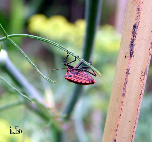 Graphosoma lineatum
