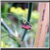 Graphosoma lineatum