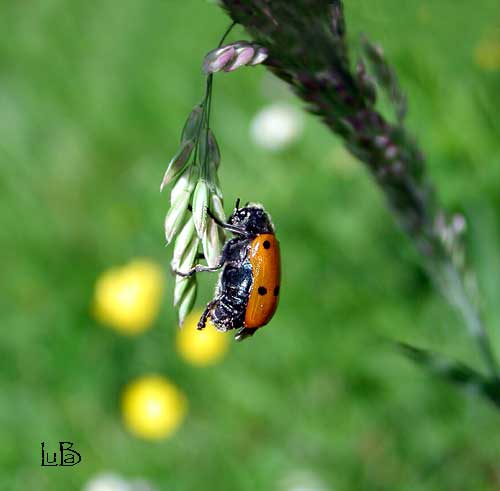 Lachnaea sexpunctata