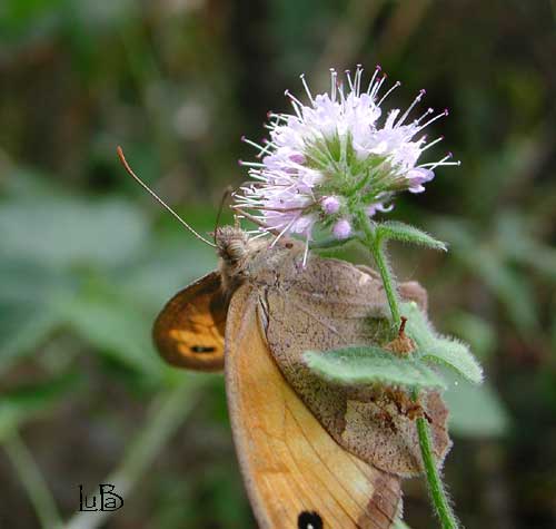 Maniola jurtina