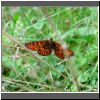 Mellicta athalia