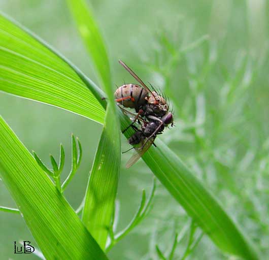 Mosca con il pasto