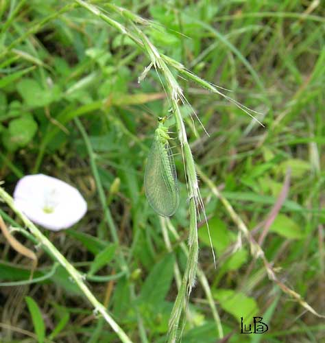 Neurottero Crisopa