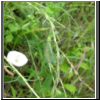 Neurottero crisopa