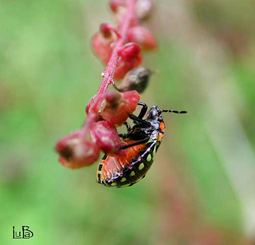 Ninfa di pentatomide