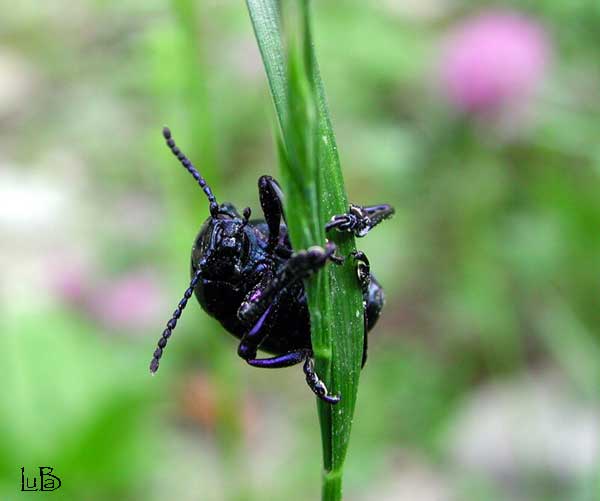 Timarcha tenebricosa